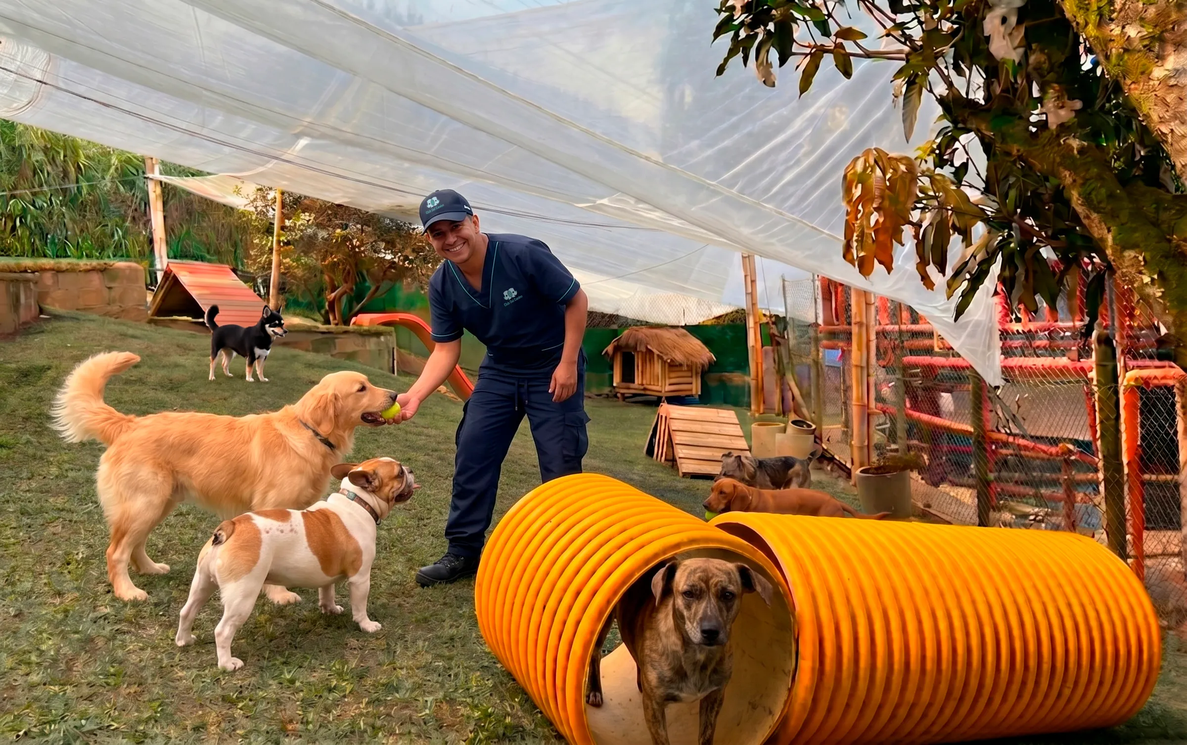 Perros en el Club del Canino